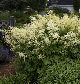 Bron and Sons Aruncus dioicus #1  Goat's Beard