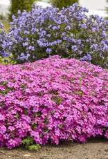 Proven Winners Phlox 'Ruby Riot' PW #1 Creeping Phlox