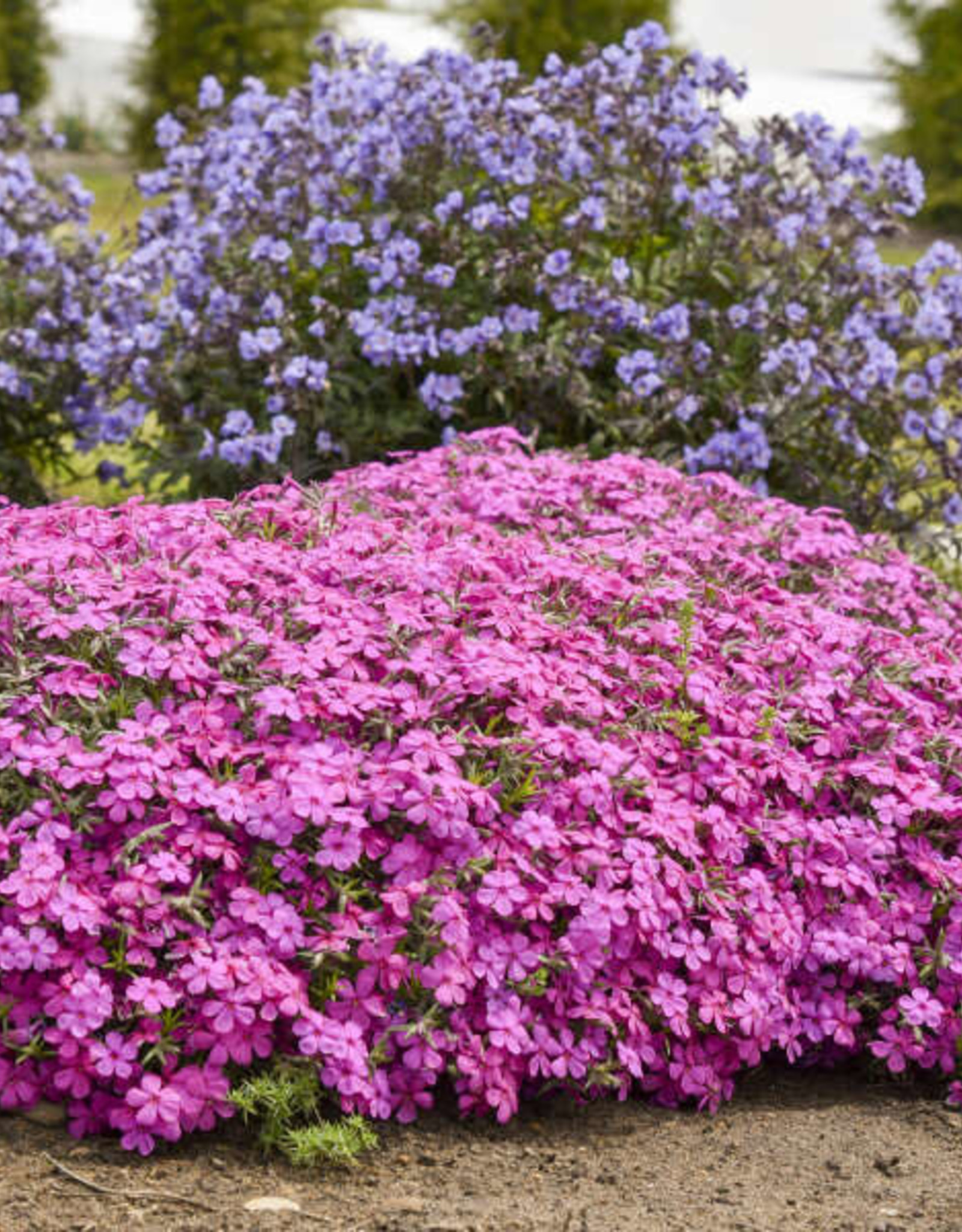 Proven Winners Phlox 'Ruby Riot' PW #1 Creeping Phlox