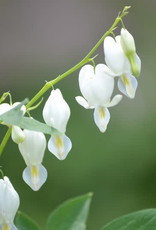 Bron and Sons Dicentra s. 'Alba' 2E #1pot BnS
