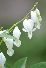 Bron and Sons Dicentra spectabilis 'Alba' #1  Old Fash. White Bleeding Heart