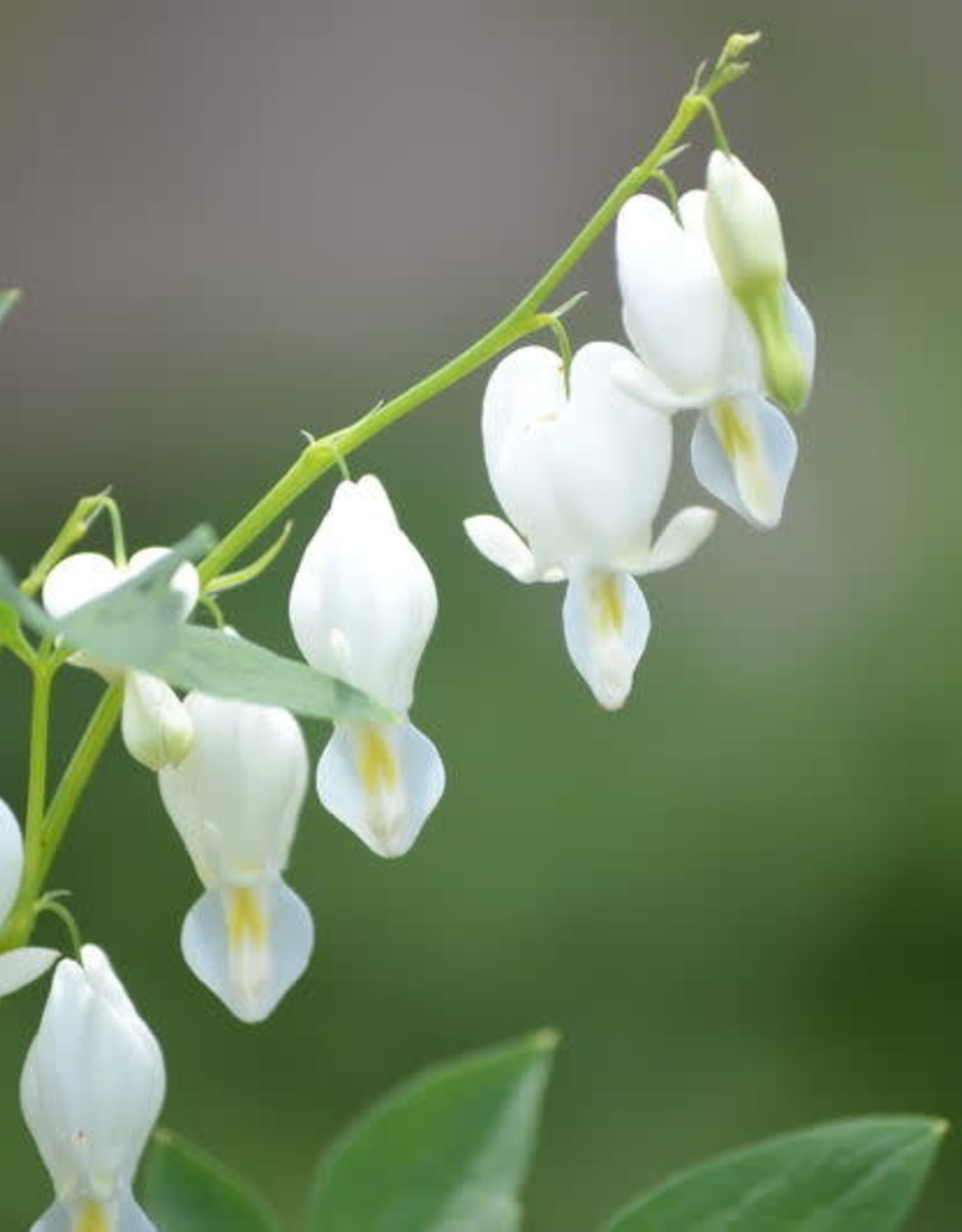 Bron and Sons Dicentra spectabilis 'Alba' #1  Old Fash. White Bleeding Heart