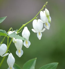 Bron and Sons Dicentra spectabilis 'Alba' #1  Old Fash. White Bleeding Heart