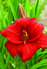 Bron and Sons Hemerocallis 'Chicago Apache'  Daylily #1