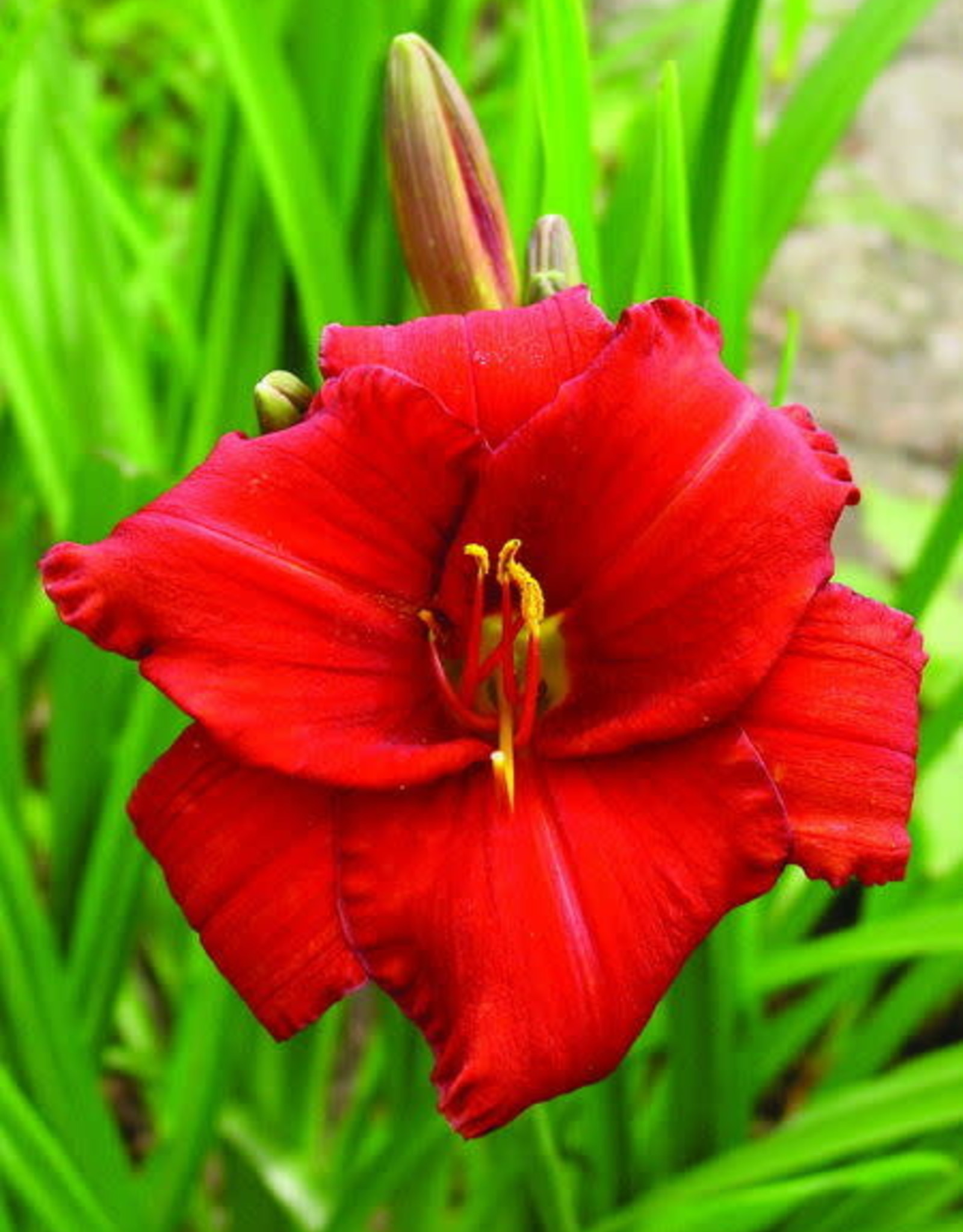 Bron and Sons Hemerocallis 'Chicago Apache'  Daylily #1