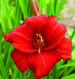 Bron and Sons Hemerocallis 'Chicago Apache' #1  Chicago Apache Daylily