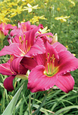 Bron and Sons Hemerocallis 'Little Business' #1Daylily