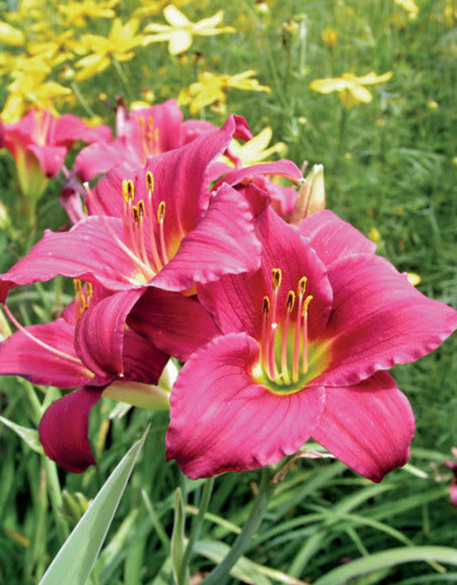Bron and Sons Hemerocallis 'Little Business' #1Daylily