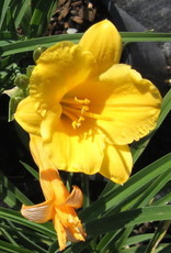 Bron and Sons Hemerocallis 'Stella de Oro' #1  Stella de Oro Daylily