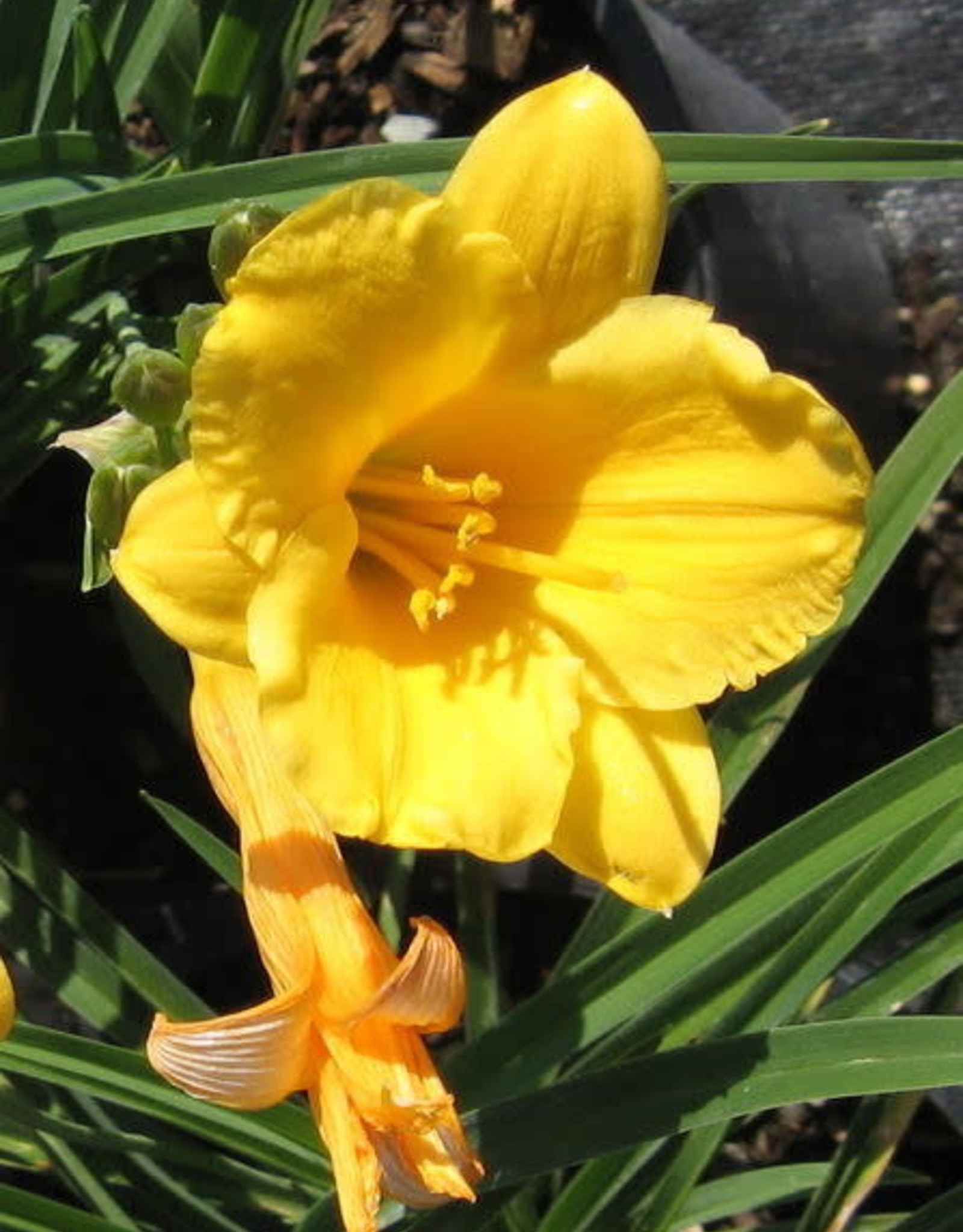 Bron and Sons Hemerocallis 'Stella de Oro' #1  Stella de Oro Daylily