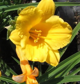 Bron and Sons Hemerocallis 'Stella de Oro' #1 BnS