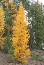 Bron and Sons Larix laricina Native Larch #5