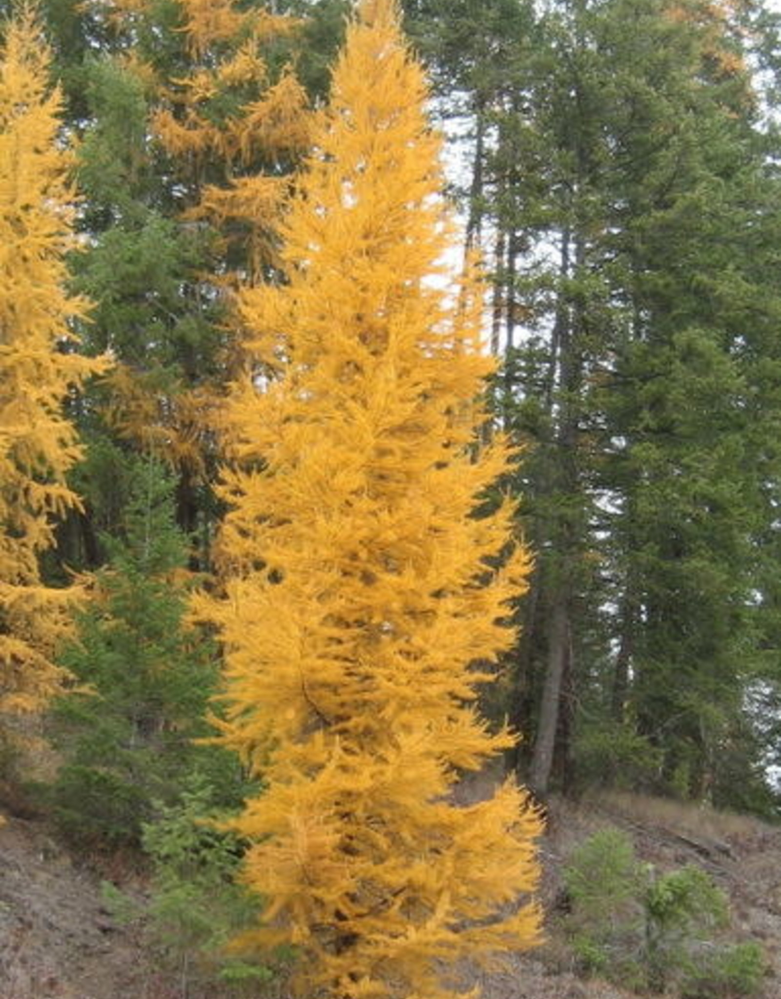 Bron and Sons Larix laricina Native Larch #5