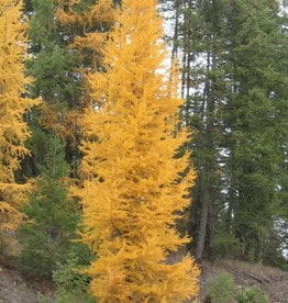 Bron and Sons Larix laricina Native Larch #5