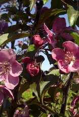Bron and Sons Malus x adstringens 'Durleo'  Gladiator® Rosybloom Crabapple #10 CVIG4