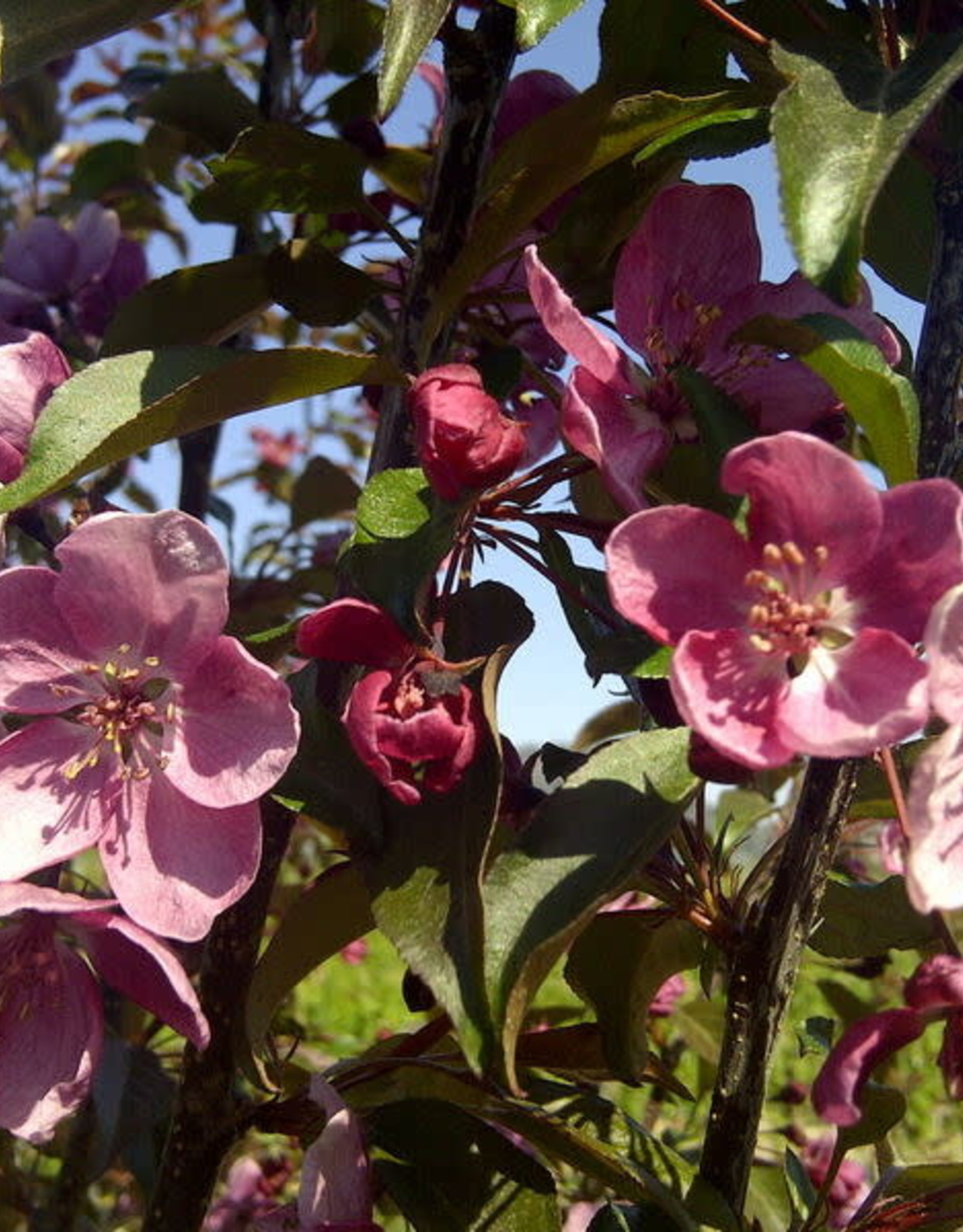 Bron and Sons Malus x adstringens 'Durleo'  Gladiator® Rosybloom Crabapple #10 CVIG4