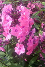 Bron and Sons Phlox paniculata 'Ditomdre' PP20907 #1 FE  Coral Creme Drop™ Phlox