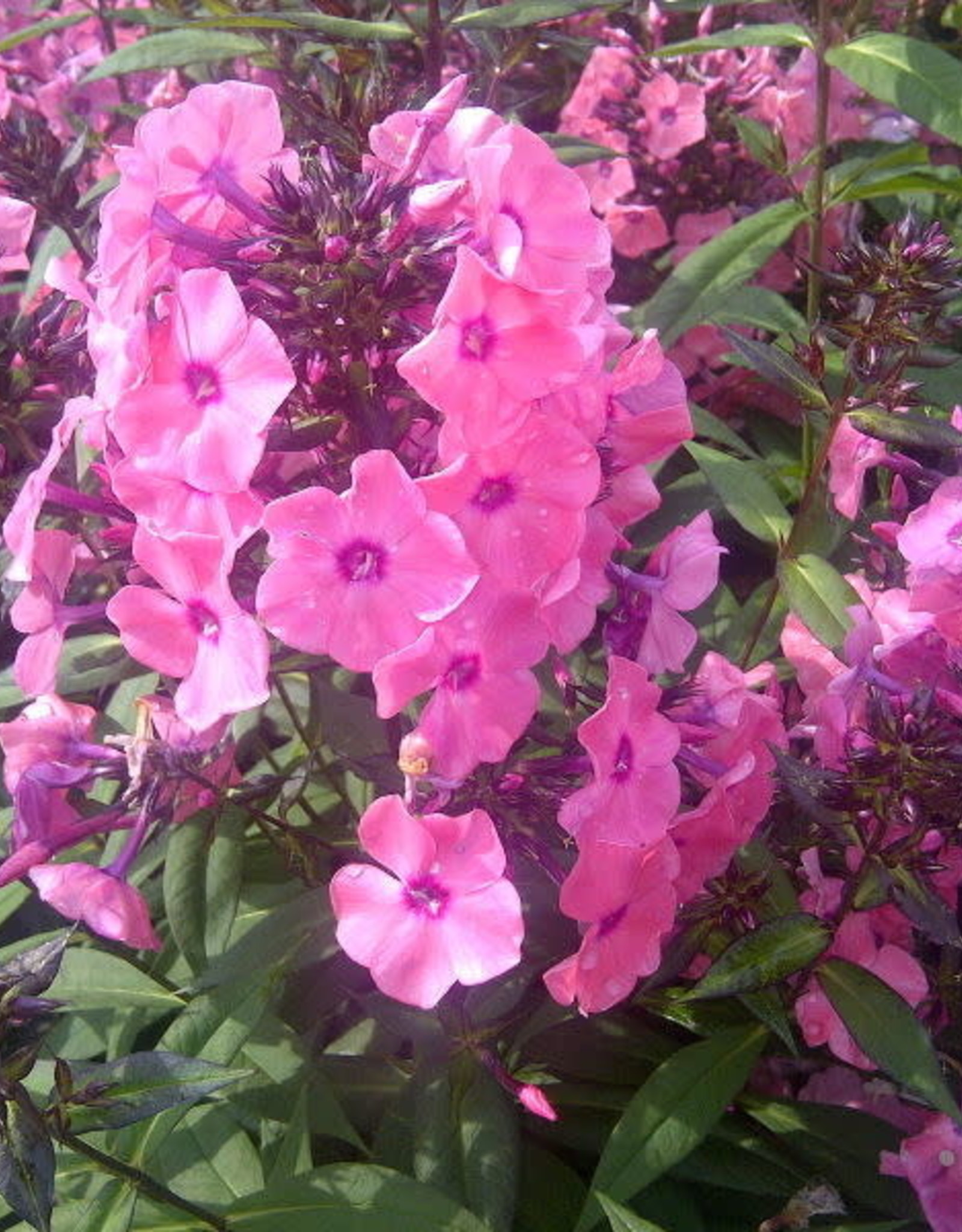 Bron and Sons Phlox paniculata 'Ditomdre' PP20907 #1 FE  Coral Creme Drop™ Phlox