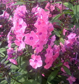 Bron and Sons Phlox paniculata 'Ditomdre' PP20907 #1 FE  Coral Creme Drop™ Phlox