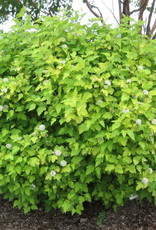 Bron and Sons Physocarpus o. 'Nugget'  #2 Ninebark