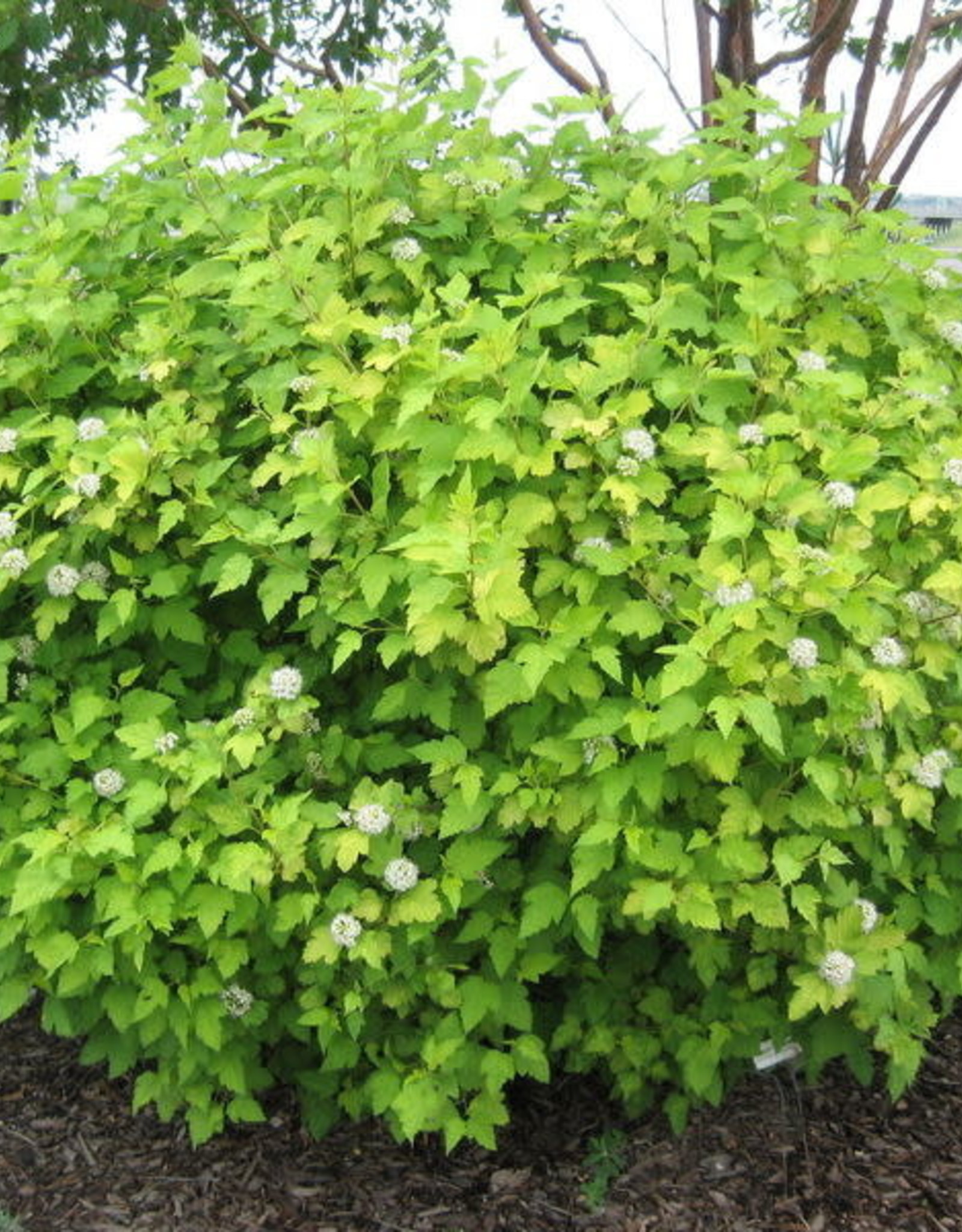 Bron and Sons Physocarpus o. 'Nugget'  #2 Ninebark