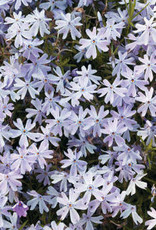 Bron and Sons Phlox subulata 'Emerald Cushion Blue' #1