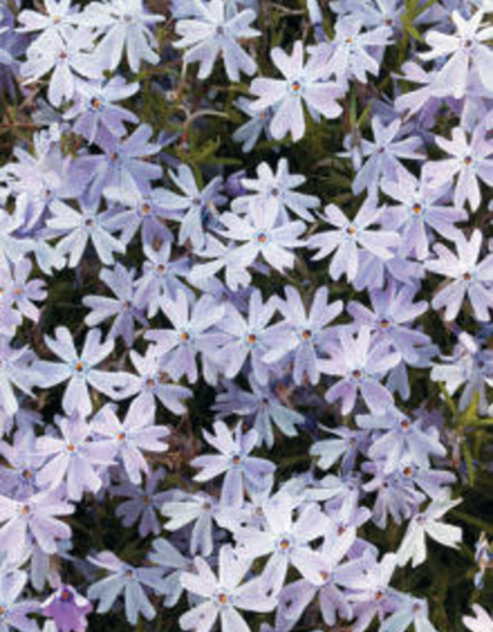 Bron and Sons Phlox subulata 'Emerald Cushion Blue' #1
