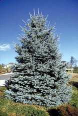 Bron and Sons Picea p. glauca 'Fat Albert'  #5 Spruce