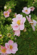 Proven Winners Potentilla frut. 'Kupinpa' Happy Face® P. Paradise Potentilla #2 PW