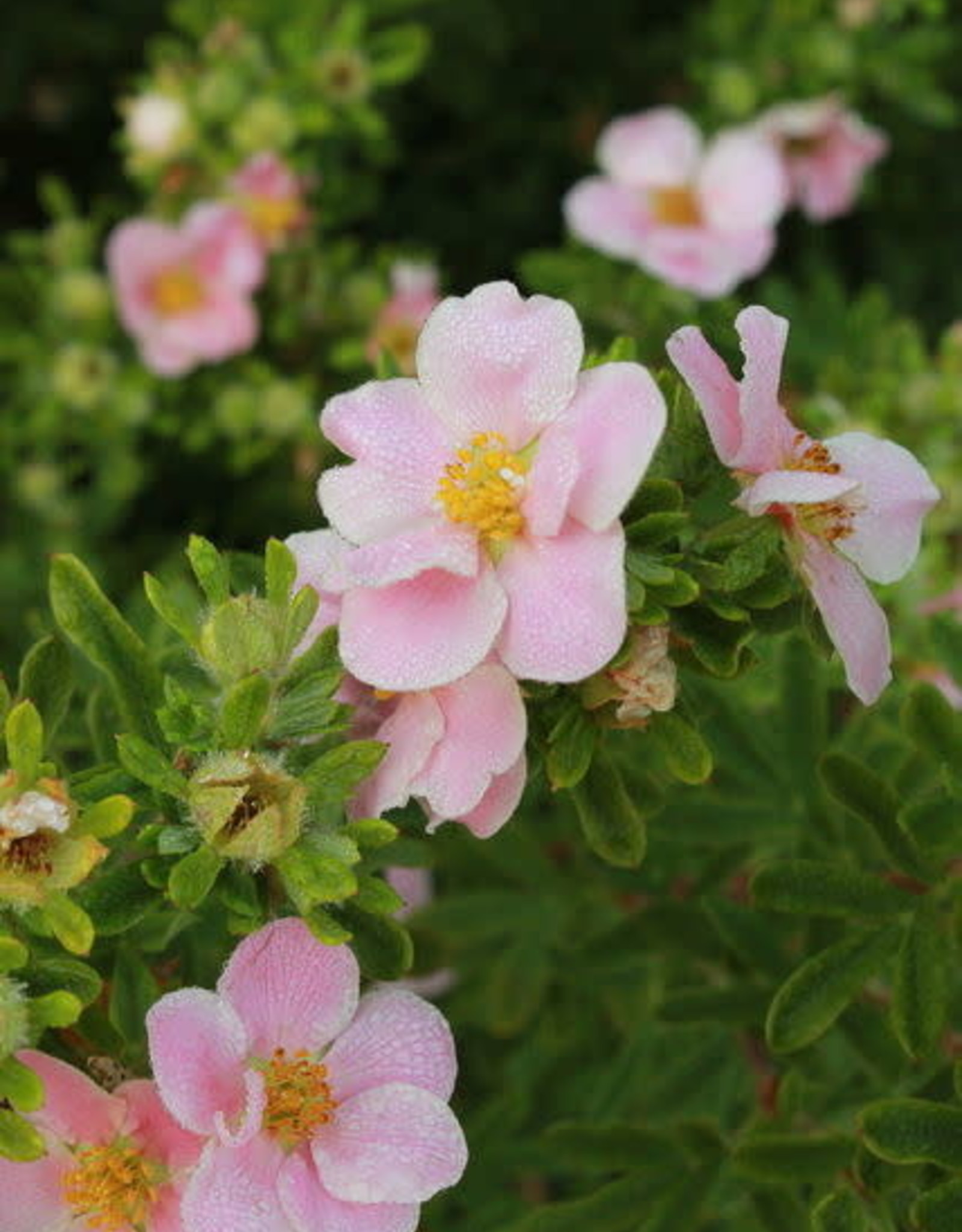 Proven Winners Potentilla frut. 'Kupinpa' Happy Face® P. Paradise Potentilla #2 PW