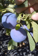 Bron and Sons Prunus 'Mount Royal'  Plum #5 CVIG4