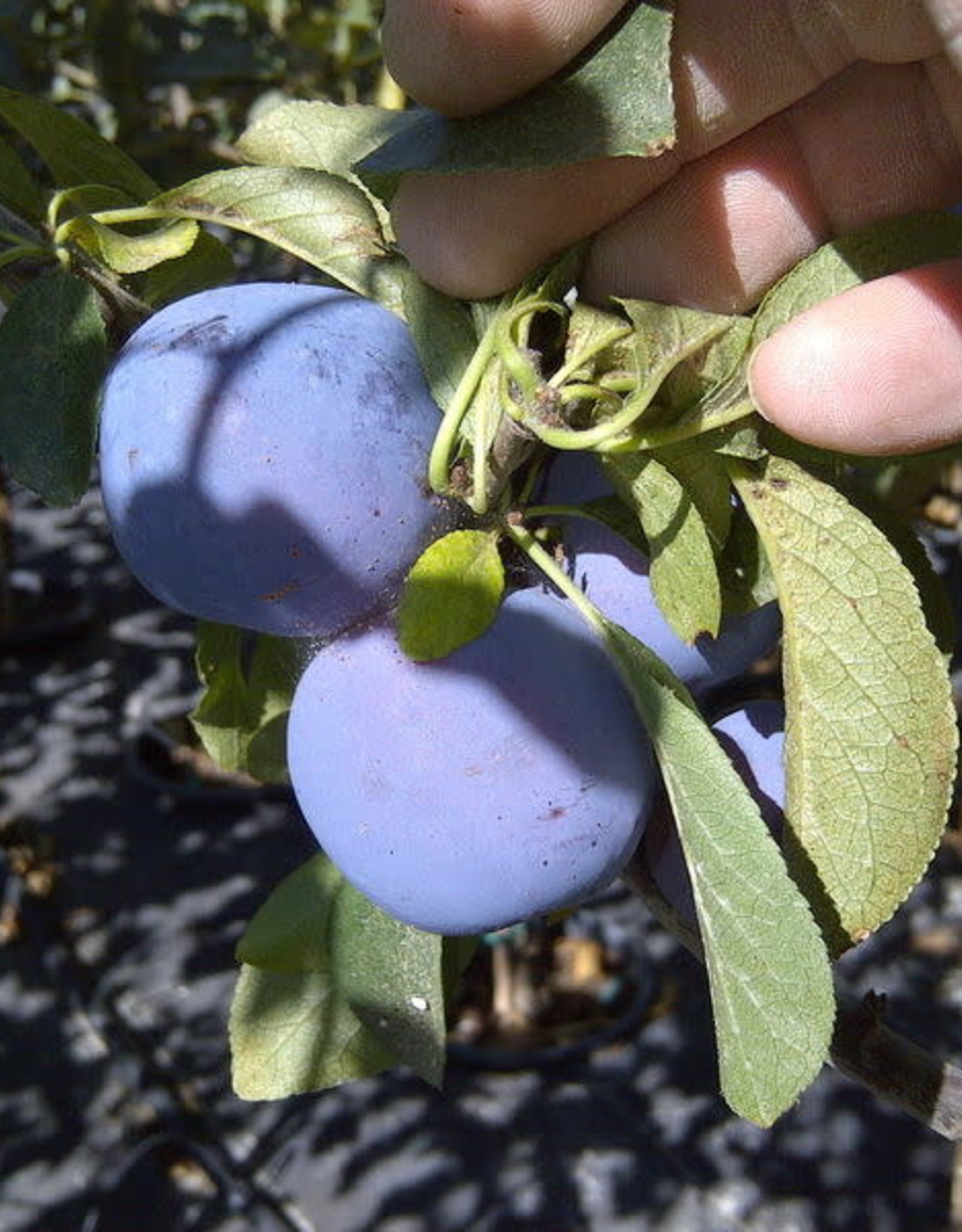 Bron and Sons Prunus 'Mount Royal'  Plum #5 CVIG4