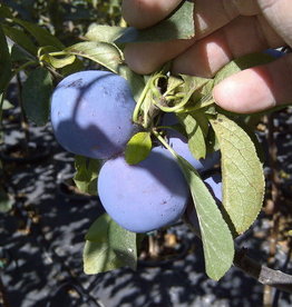 Bron and Sons Prunus 'Mount Royal'  Plum #5 CVIG4