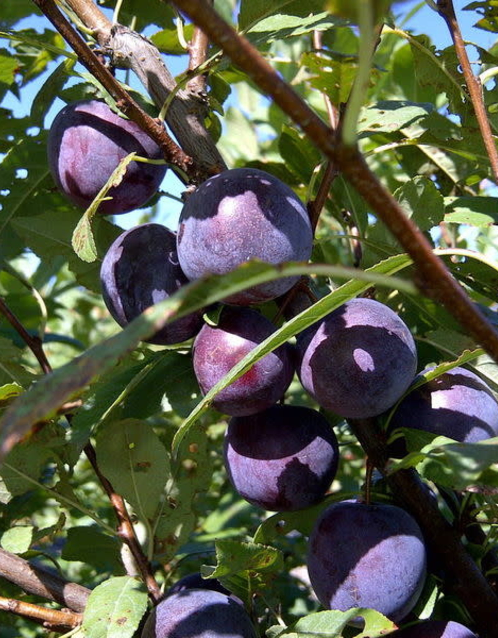 Bron and Sons Prunus bess. x P. salicina 'Sapalta'  Cherry-Plum #5 CVIG4