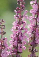 Bron and Sons Salvia n. 'Sensation Deep Rose' PPAF #1