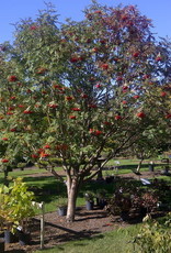 Bron and Sons Sorbus americana #5 American Mountain Ash