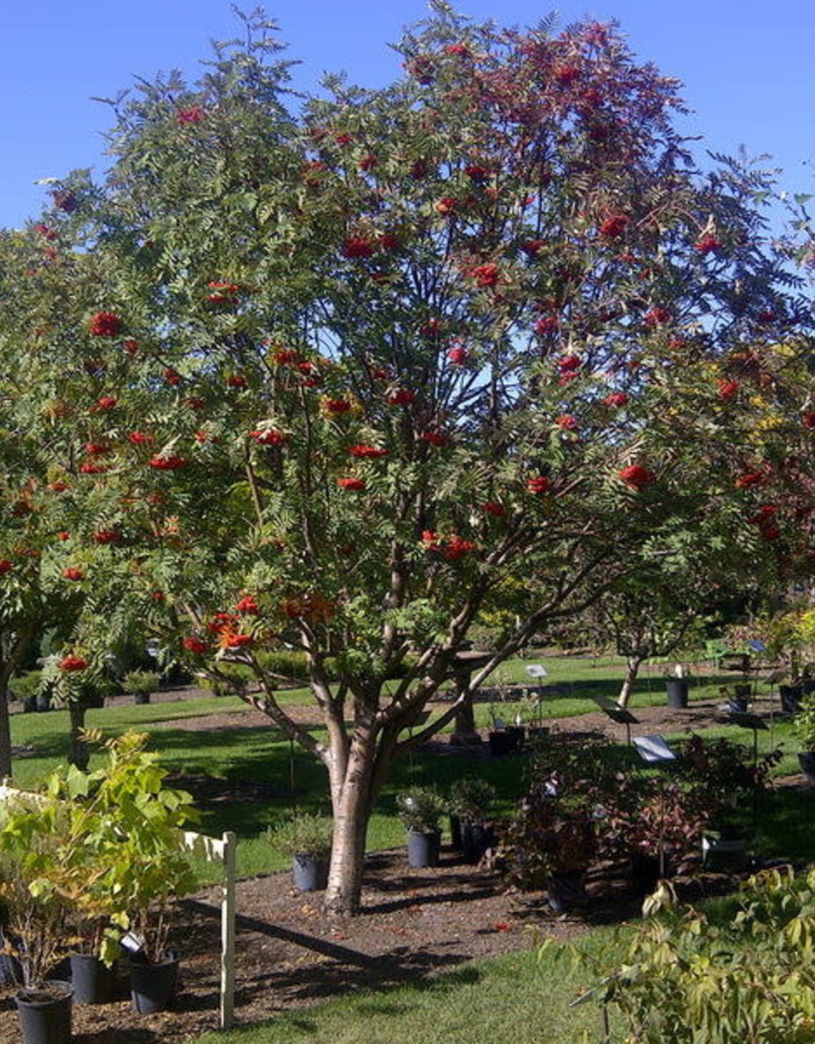Bron and Sons Sorbus americana #5 American Mountain Ash