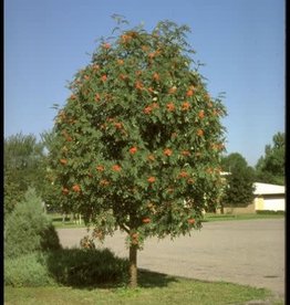 Bron and Sons Sorbus decora #10 Showy Mountain Ash