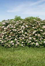 Bron and Sons Spiraea x fritschiana 'JN Select J'  Spot On™ Spirea #2 FE