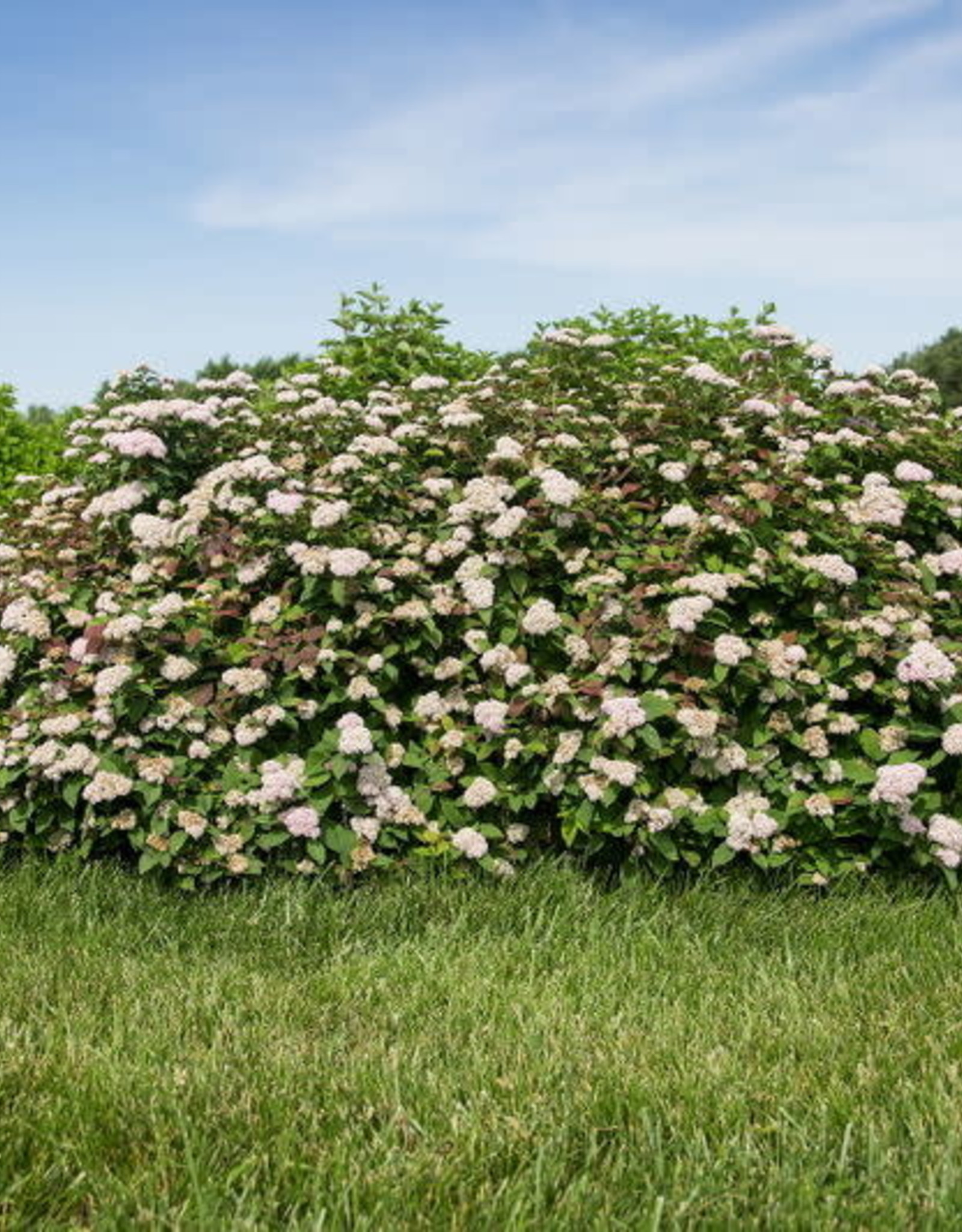 Bron and Sons Spiraea x fritschiana 'JN Select J'  Spot On™ Spirea #2 FE