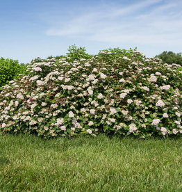 Bron and Sons Spiraea x fritschiana 'JN Select J'  Spot On™ Spirea #2 FE