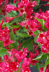 Bron and Sons Weigela florida 'Red Prince'  #5