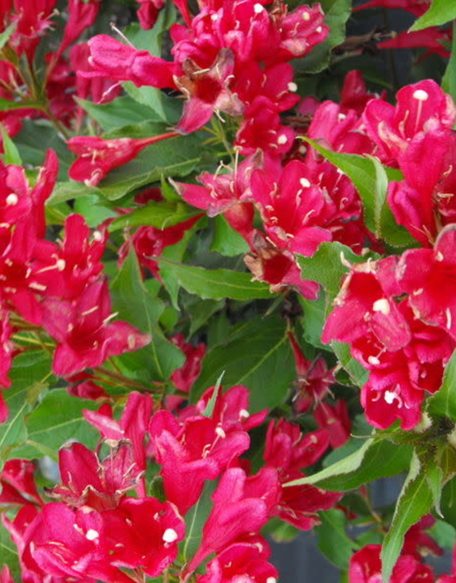 Bron and Sons Weigela florida 'Red Prince'  #5