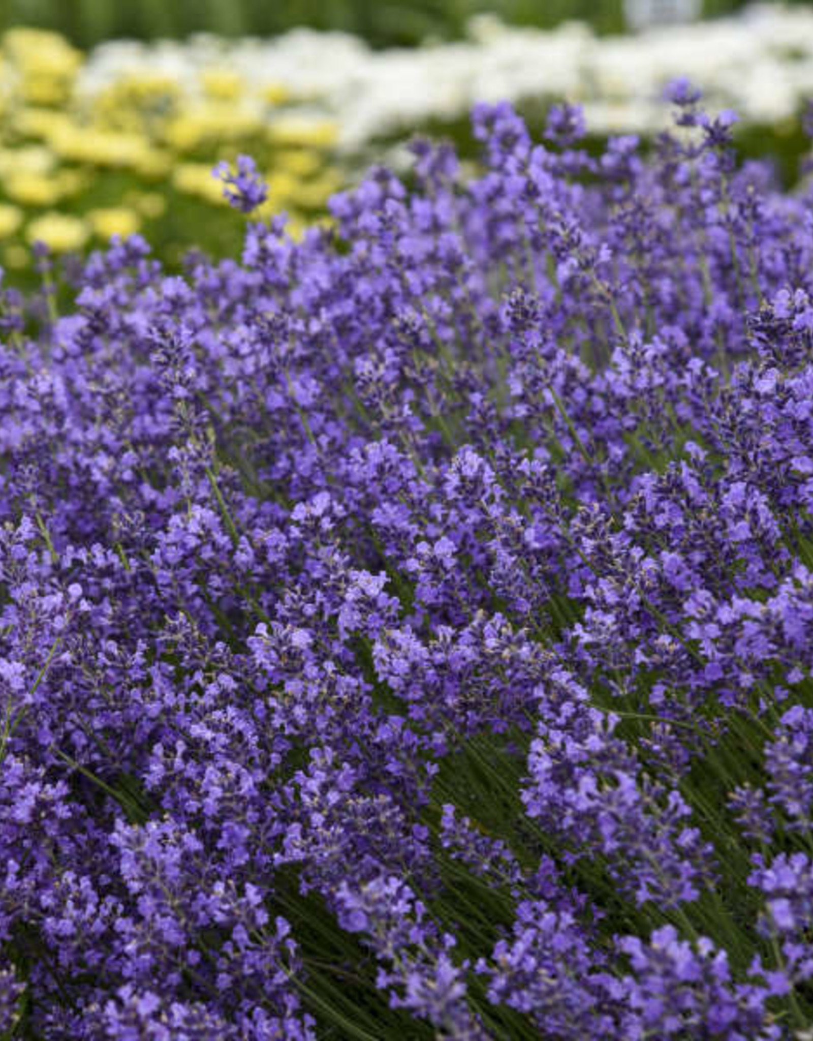 Gulley Greenhouse Lavender Munstead 2 in