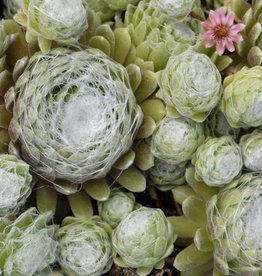 Gulley Greenhouse Sempervivum 'Cobweb' 2 in GG
