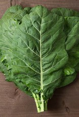 High Mowing Seed HM Champion Collards  1/32 OZ