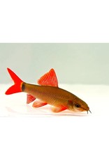 Segrest Farms Rainbow Shark Reg