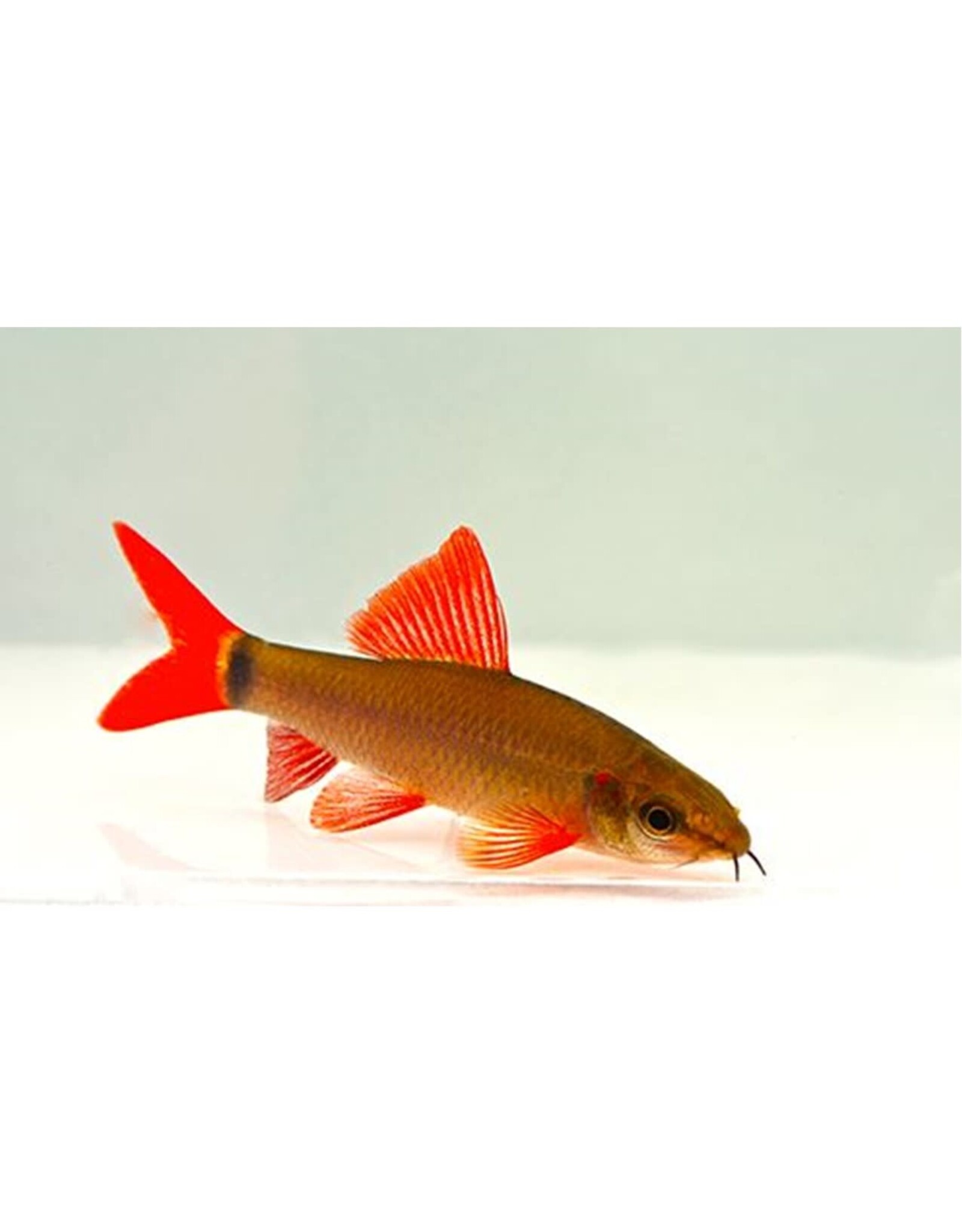 Segrest Farms Rainbow Shark Reg