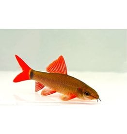 Segrest Farms Rainbow Shark Reg