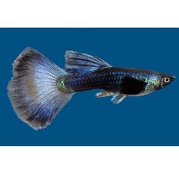 Segrest Farms Blue Moscow Delta Guppy Male Med